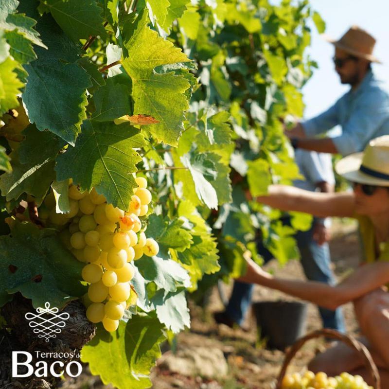 Terracos De Baco Villa Ribalonga Eksteriør billede